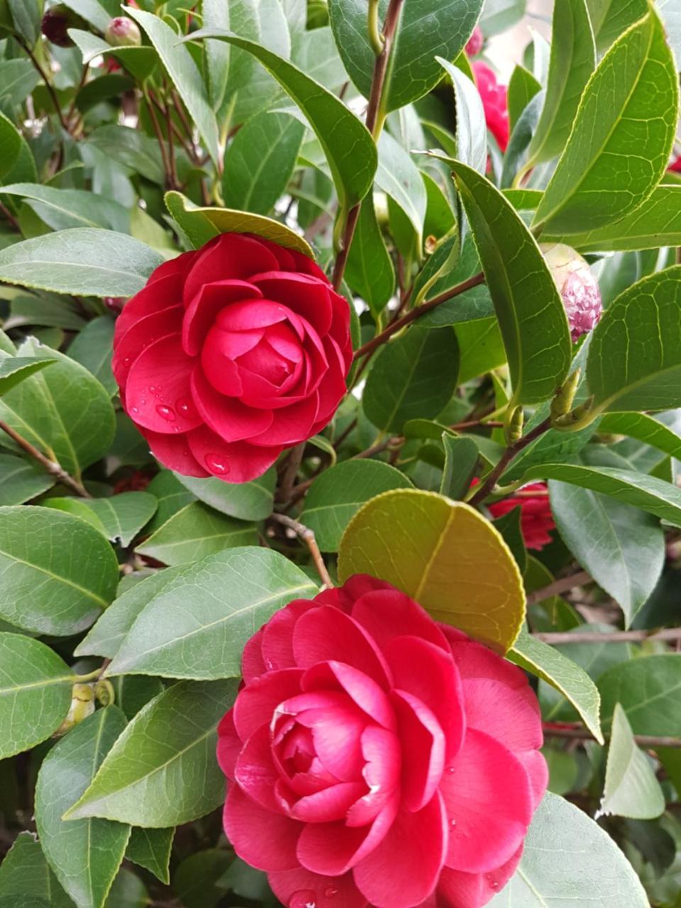 Il Giardino Di Vico Neve Bed & Breakfast Napoli Bagian luar foto