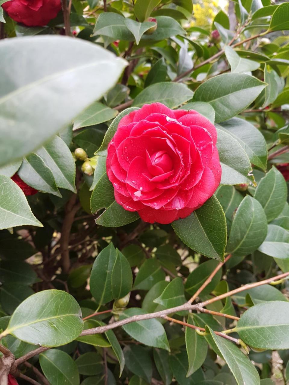 Il Giardino Di Vico Neve Bed & Breakfast Napoli Bagian luar foto