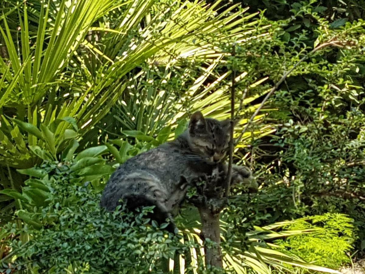 Il Giardino Di Vico Neve Bed & Breakfast Napoli Bagian luar foto